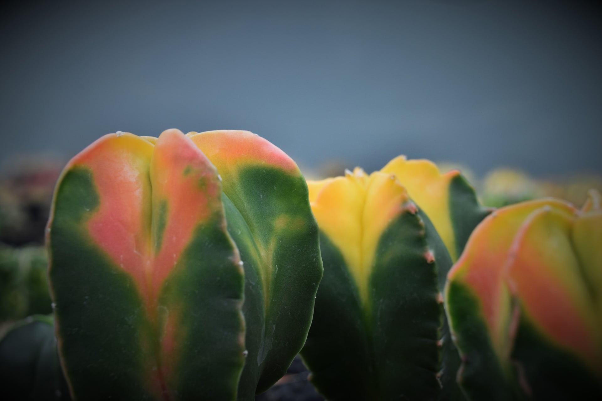 Astrophytum Myriostigma Nudum Kohyo