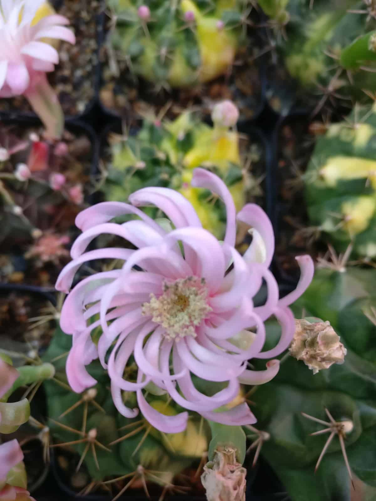 Gymnocalycium Pinwheel Flower