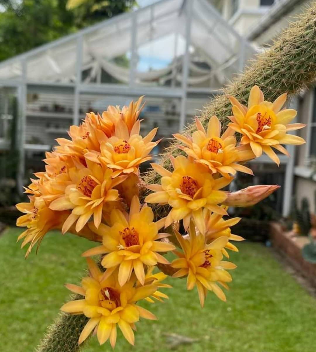 Hildewinteria Hybrid Humkes Klein Gelbe