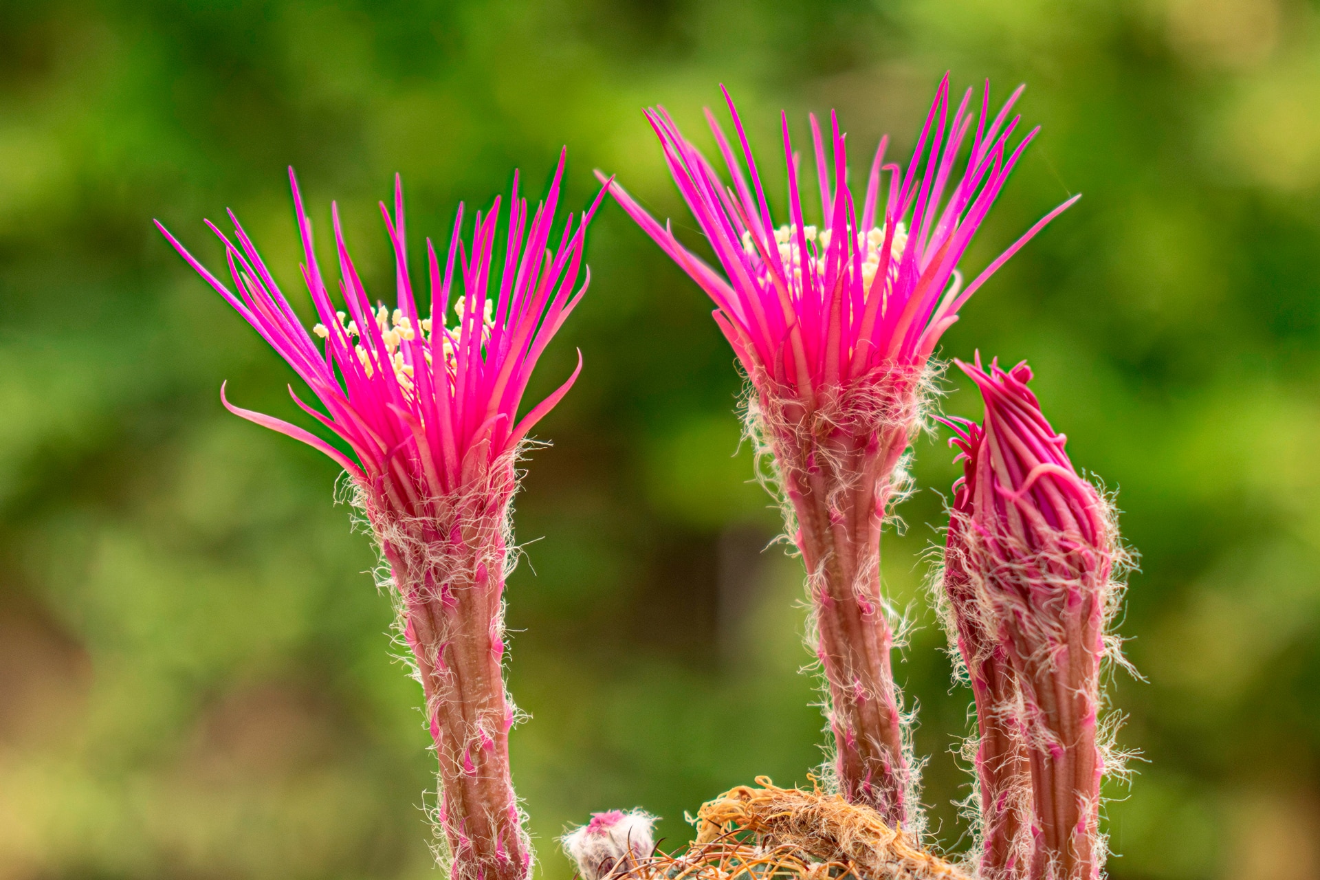Lobivia Hybrid Fire Cracker Magenta