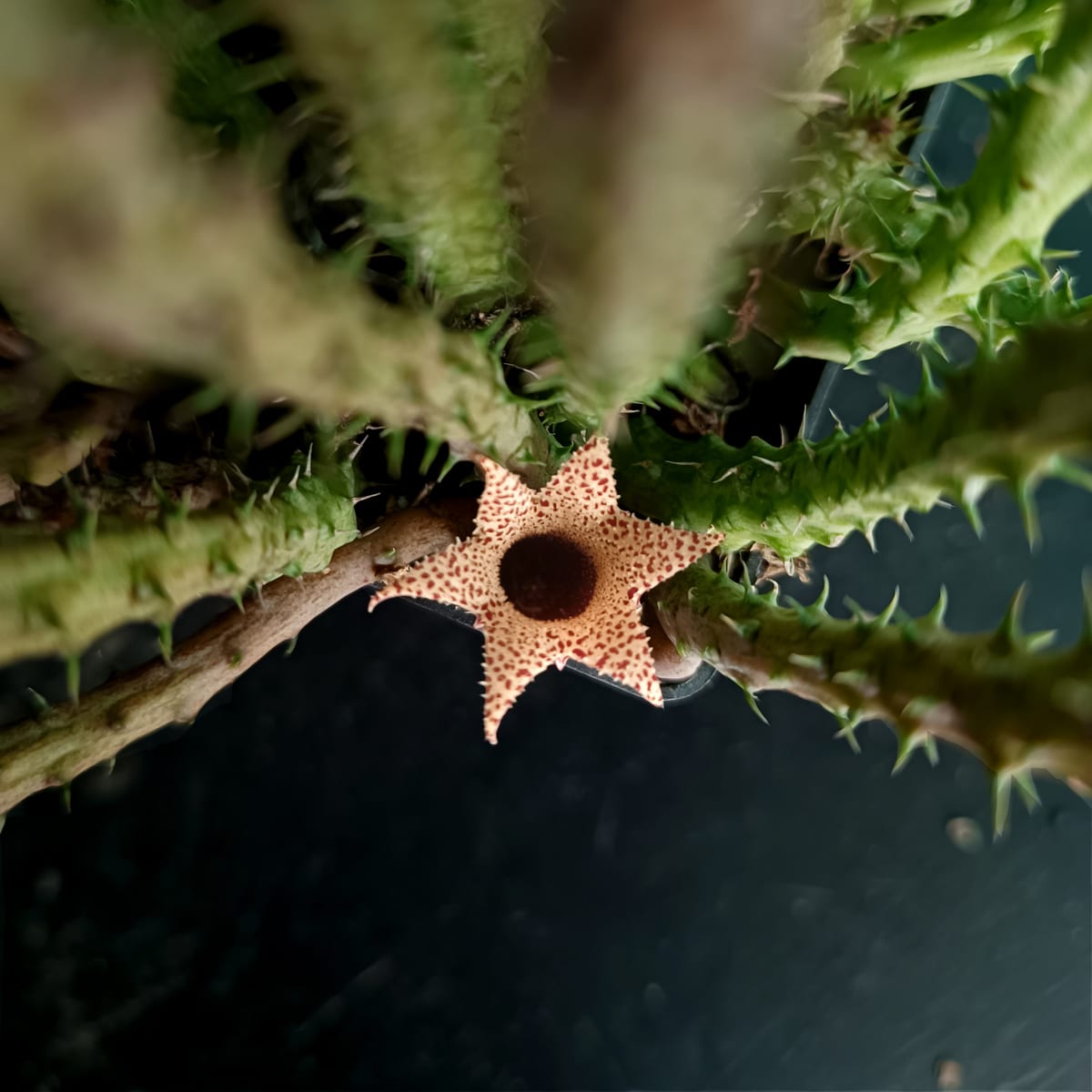 Stapelianthus Decaryi